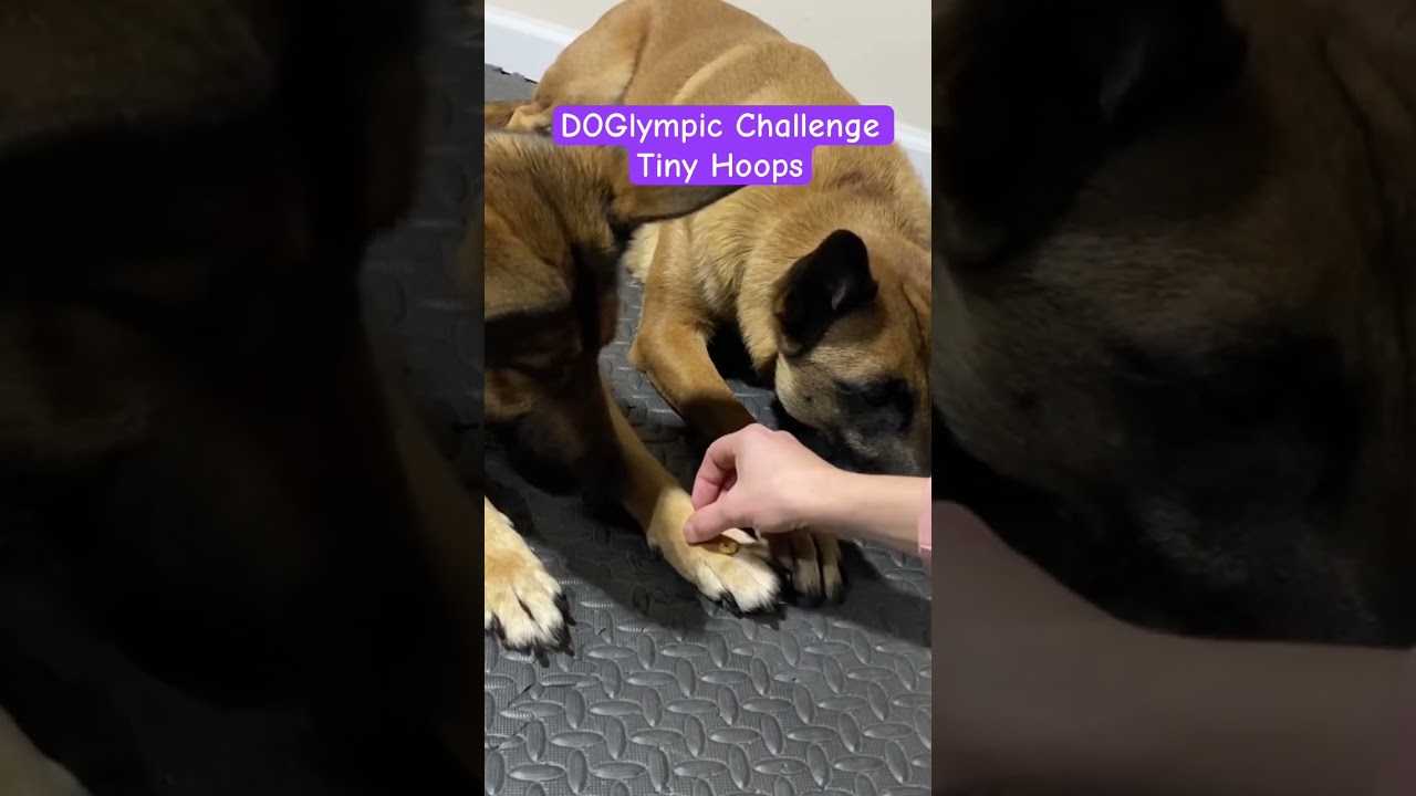 Playing with Cheerio Hoops: Doglympics Challenge 