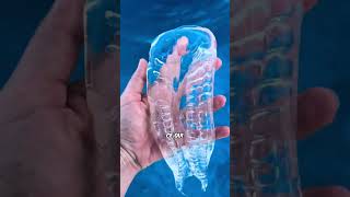 Les Salpes Sont Fascinantes