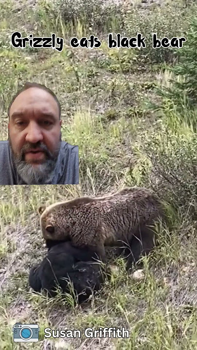 Grizzly eats black bear.