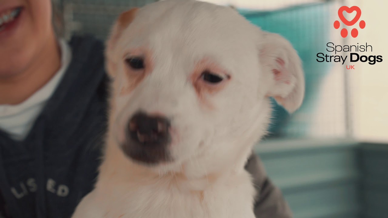 Spanish Stray Dogs YouTube