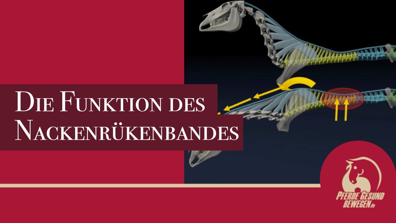 Das Nackenrückenband des Pferdes - Anatomie und Biomechanik