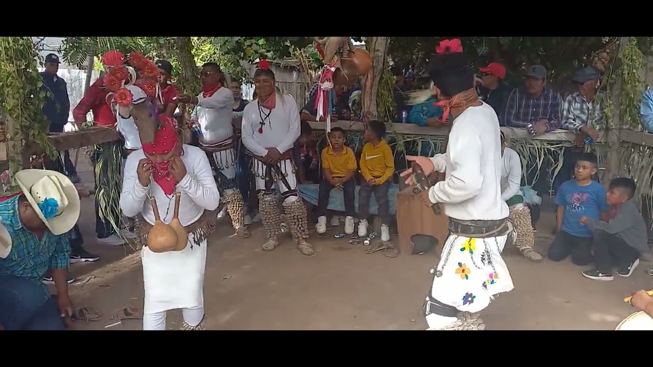 DANZANTES MAYOS BAILANDO CON FLAUTA Y TAMBO- FIESTAS EN SAN IGNACIO [ETNIA MAYO] 2022