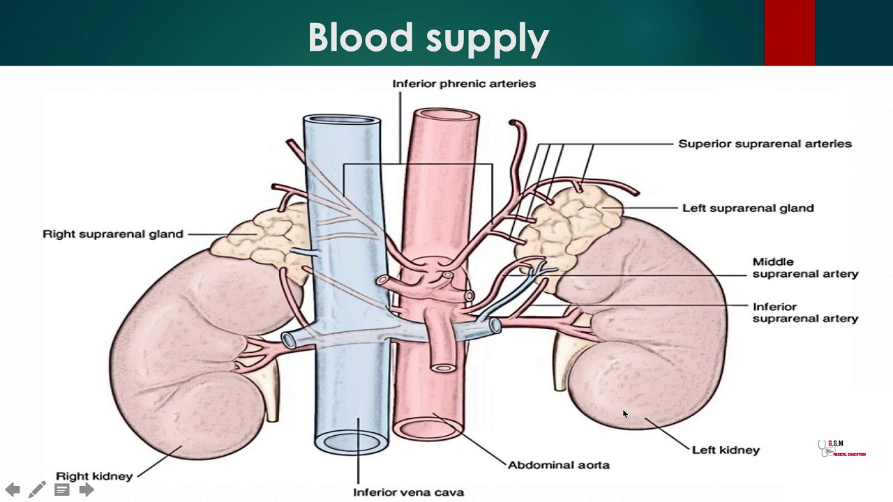 2Blood Supply of Adrenal Gland YouTube