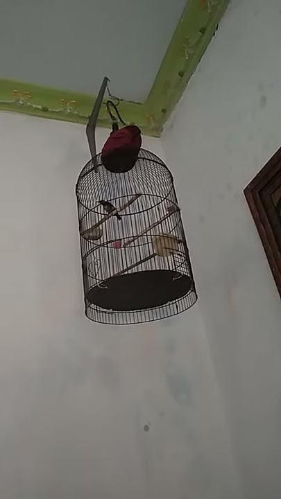 black sun bird papua trotol full tembakan