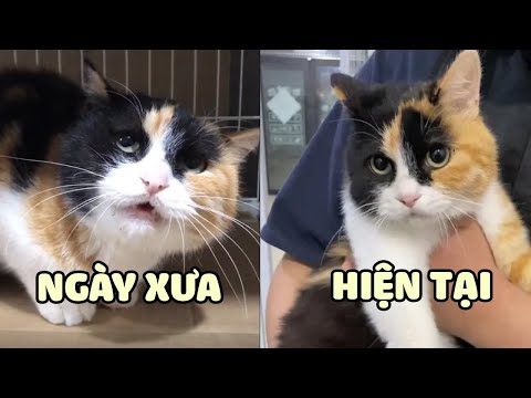 Video: Cách Thuần Hóa Một Con Mèo đang Giận Dữ