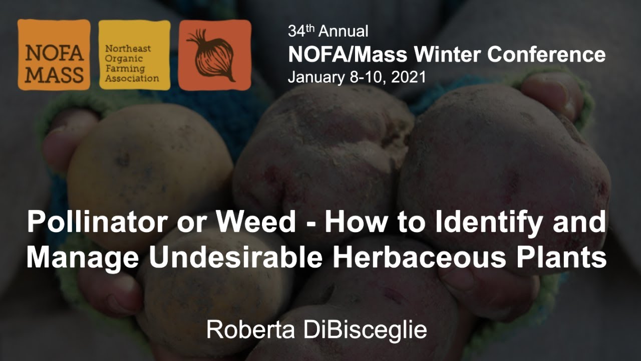 Pollinator or Weed - How to Identify and Manage Undesirable Herbaceous Plants (Winter Conference)