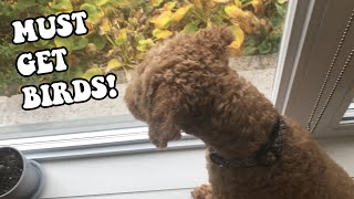 Poodle Barking And Growling Dog Hates Birds Teddy Bungoo