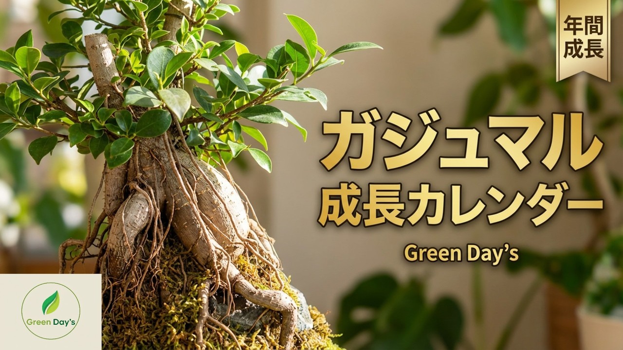 気象データで見えた ガジュマル成長のピークはいつ?　【Green Day’s】2026年2月14日 年間のガジュマルの成長を過去5年間気象データを基に時系列で解説致します。