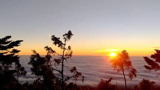 日出鐵杉雲海之北大武山(Sunrise, Taiwan Hemlocks and Cloud Sea at the same time on North Dawu Mountain)