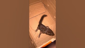 Khách qa tận nhà lấy Sóc Đất - Trương Tuấn Sóc Cảnh