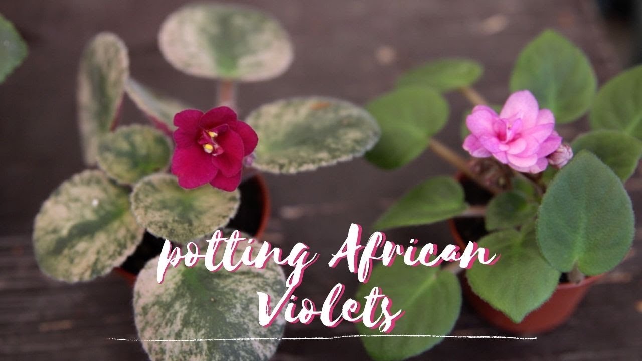 Repotting african violets youtube