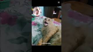 Nirbachon 🤣🤣🤣😂😂😂#funny #memes #toffee