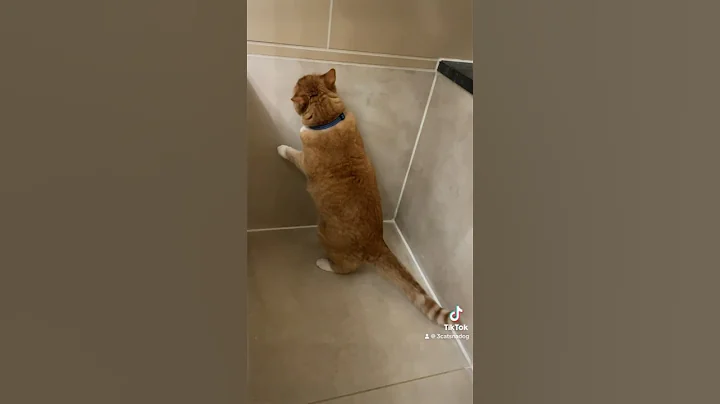 Video 11755361: cute tabby cat, tabby cat funny, cute sweet funny cat, tiger