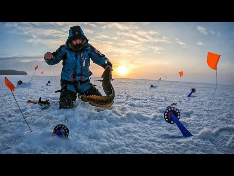 НЕ ЗРЯ ПОСТАВИЛИ ЖЕРЛИЦЫ К ЭТОМУ ТРОСТНИКУ | МЫ ЯВНО НАШЛИ НАЛИМЬЮ ТРОПУ | ЛОВЛЯ НАЛИМА В КАРЕЛИИ