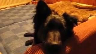 Download Lagu Die Rasselbande außer Rand und Band Milu, Tonic \u0026 Bogi MP3