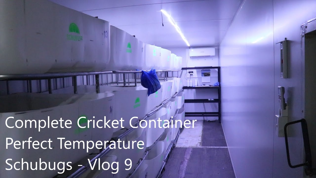 Complete Cricket Farm/ Perfect Temperature/ Vlog 9