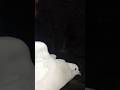 #pigeon
