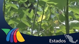 La "Planta Morera" contiene gran cantidad de proteínas | Noticias de Veracruz