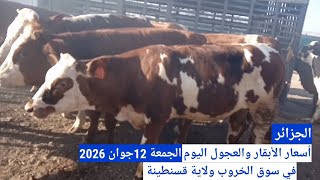 أسعار الأبقار والعجول اليوم في سوق الخروب ولاية قسنطينة الجزائر الجمعة 12جوان 2026
