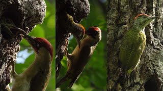 Green Woodpecker provisioning chicks and multiple fledging