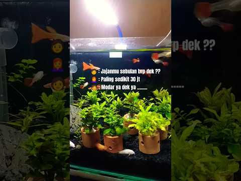 Modar Ya Dek Ya Shorts Hiburan 