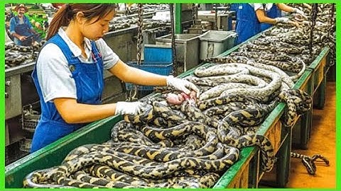 Farmers Raise and Process 9 Million Snakes This Way Every Year - Processing Factory
