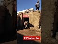 Worlds biggest Dog Dragon Dog