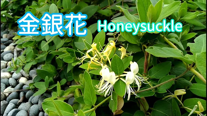 三分鐘搞懂超香的【金銀花/忍冬】 honeysuckle - 天天要聞