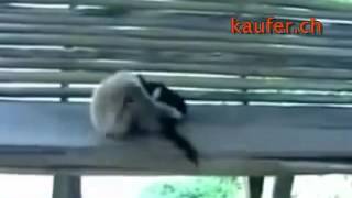 Affe und die Katze   Sehr lustiges Video youtube original
