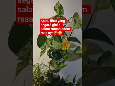 kalau lihat begini di dalam rumah seger bangat rasa nya 🤩🥰 #mygarden