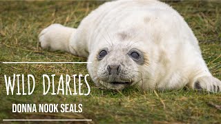 Donna Nook Grey Seals