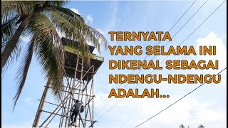 Download Lagu Ternyata yang Selama ini dikira Ndengu-Ndengu adalah...... MP3