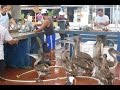 Galapagos: Fish market Puerto Ayora, Santa Cruz