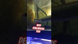 #aquarium #aquariumfish #knowledge #shorts #youtubeshorts #fish
