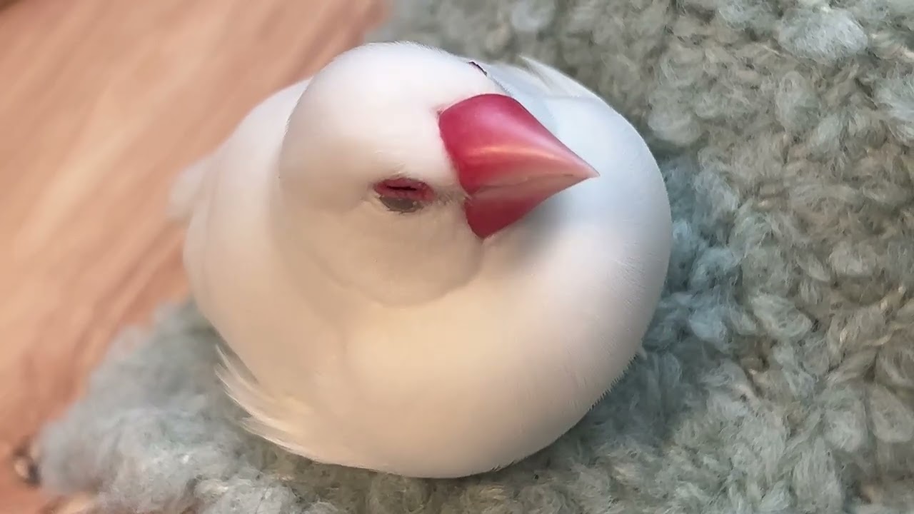 maxresdefault.jpg