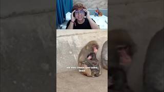 MACACO PUNCH FELIZ, EU FELIZ #react #humor