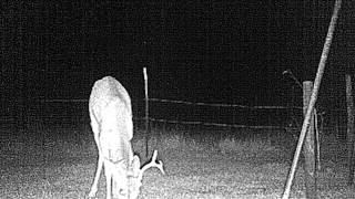 Wounded buck