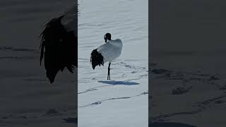Red-crowned crane in Hokkaido #wildlife #hokkaido