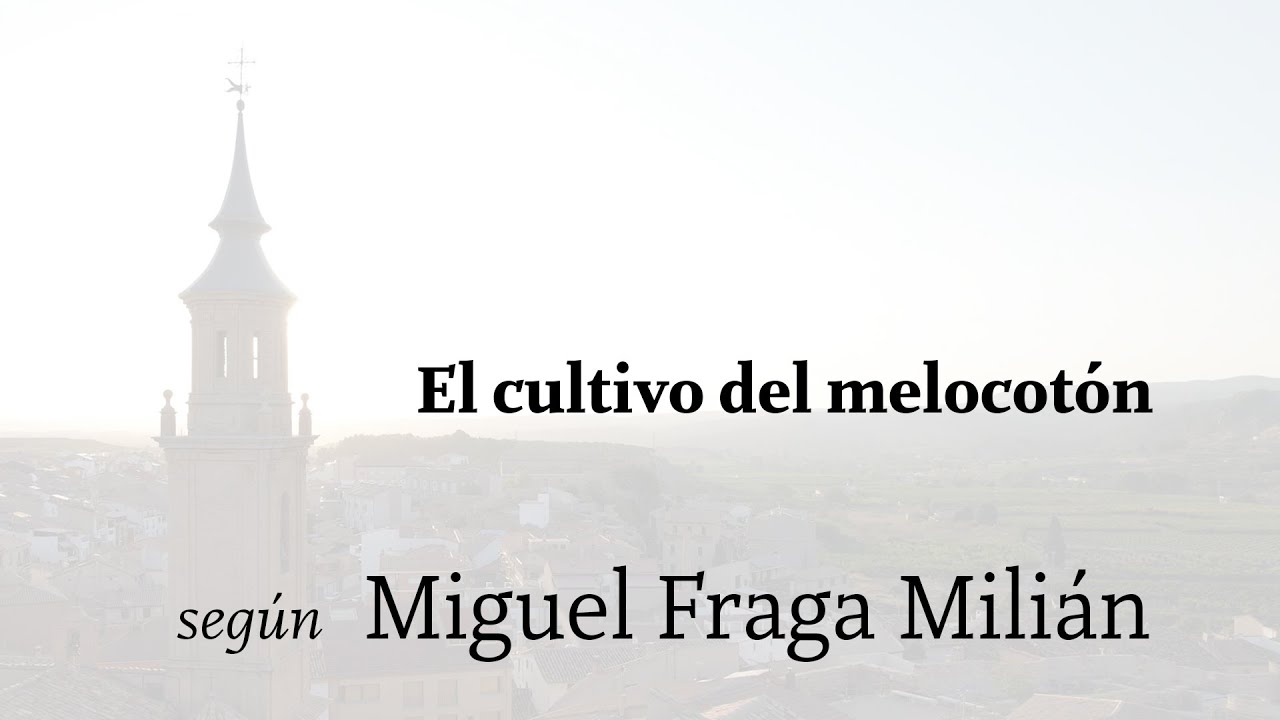 El cultivo del melocotón según Miguel Fraga | Calanda es Pasión | Bajo Aragón | Teruel