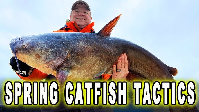 Catching Catfish to Eat 