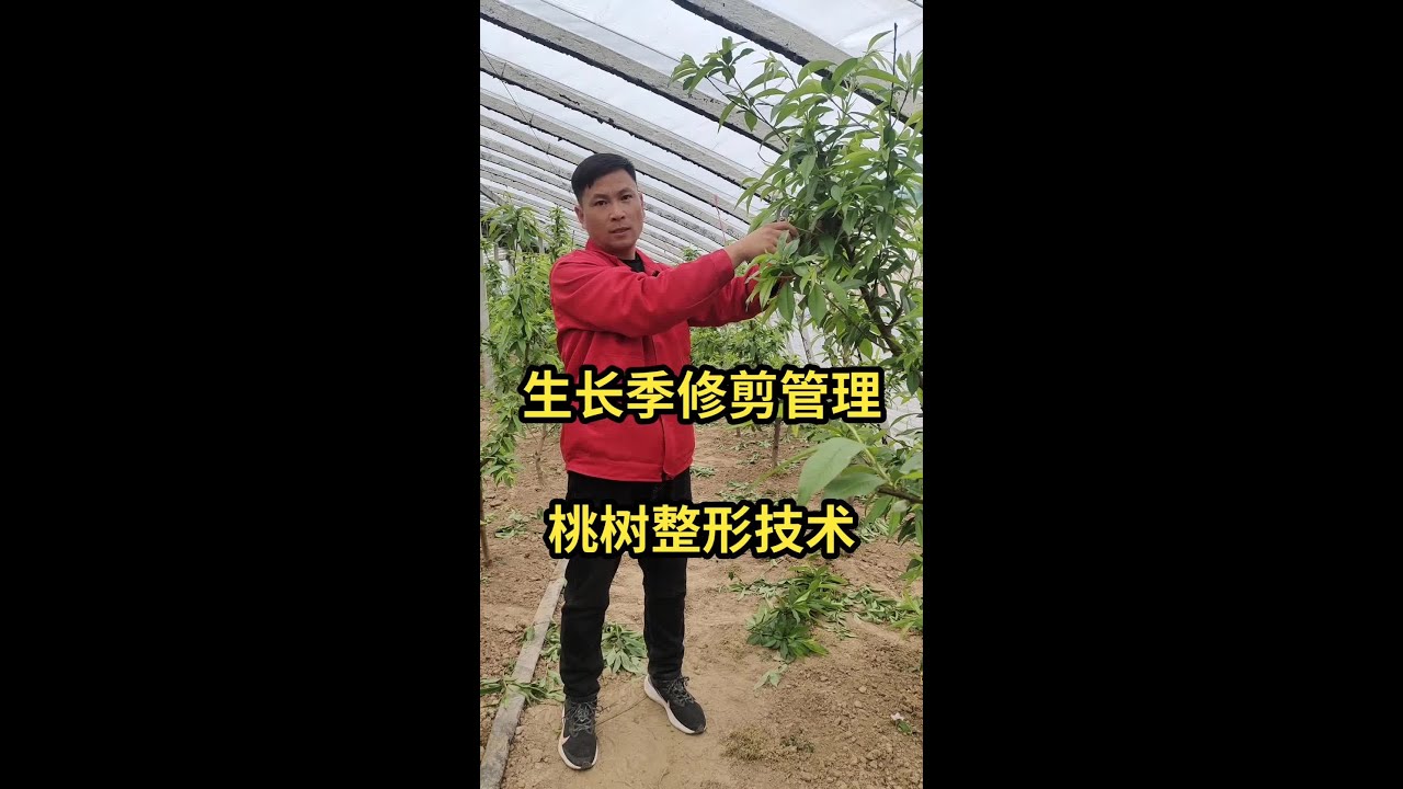 桃树生长季整形修剪技术#记录我的农村生活 #来抖音学农枝 #桃树修剪 #新农人计划2023 #三农流量扶持计划 @李洁 临风果业