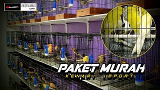 Download Lagu 21 Januari 2026 PAKET MURAH KENARI IMPORT. MP3