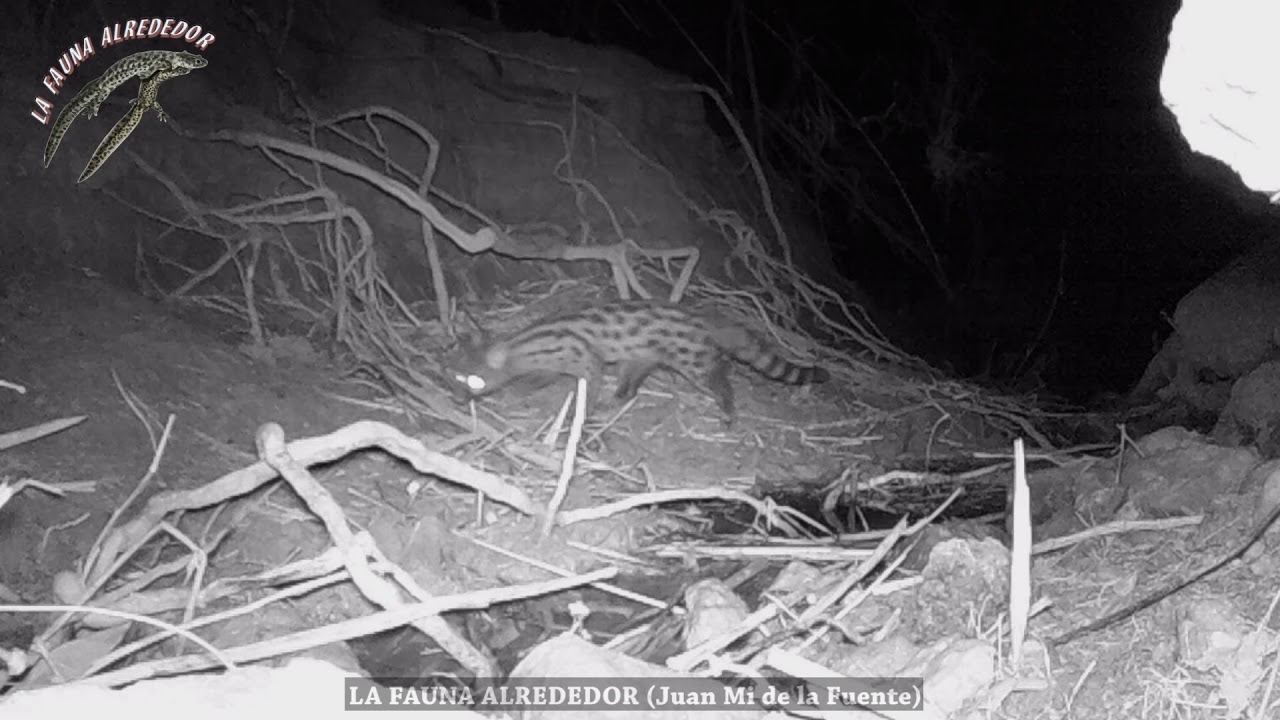 Gineta (Genetta geneta) con fototrampeo. (Apeman H68)