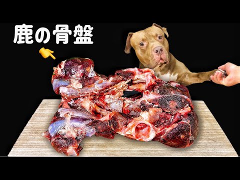 最強の顎を持つピットブルに巨大な骨をあげたら咀嚼音がやば過ぎた【犬のASMR】