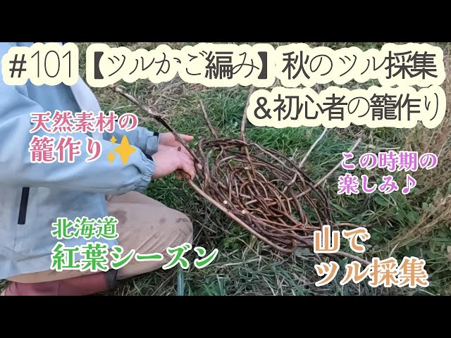 101【ツルかご編み】秋のツル採集＆初心者の籠作り - YouTube