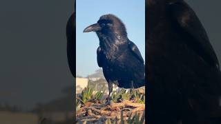 Ravens windy day Ocean Beach, San Francisco #birds #corvids #ravens