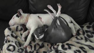 Mini Bull Terrier & Italian Greyhound Love Sleeping Together