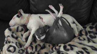 Mini Bull Terrier & Italian Greyhound love sleeping together !