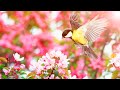 Peaceful Instrumental Music, Relaxing Nature Music " Birds Sing in the Dawn, by Tim Janis