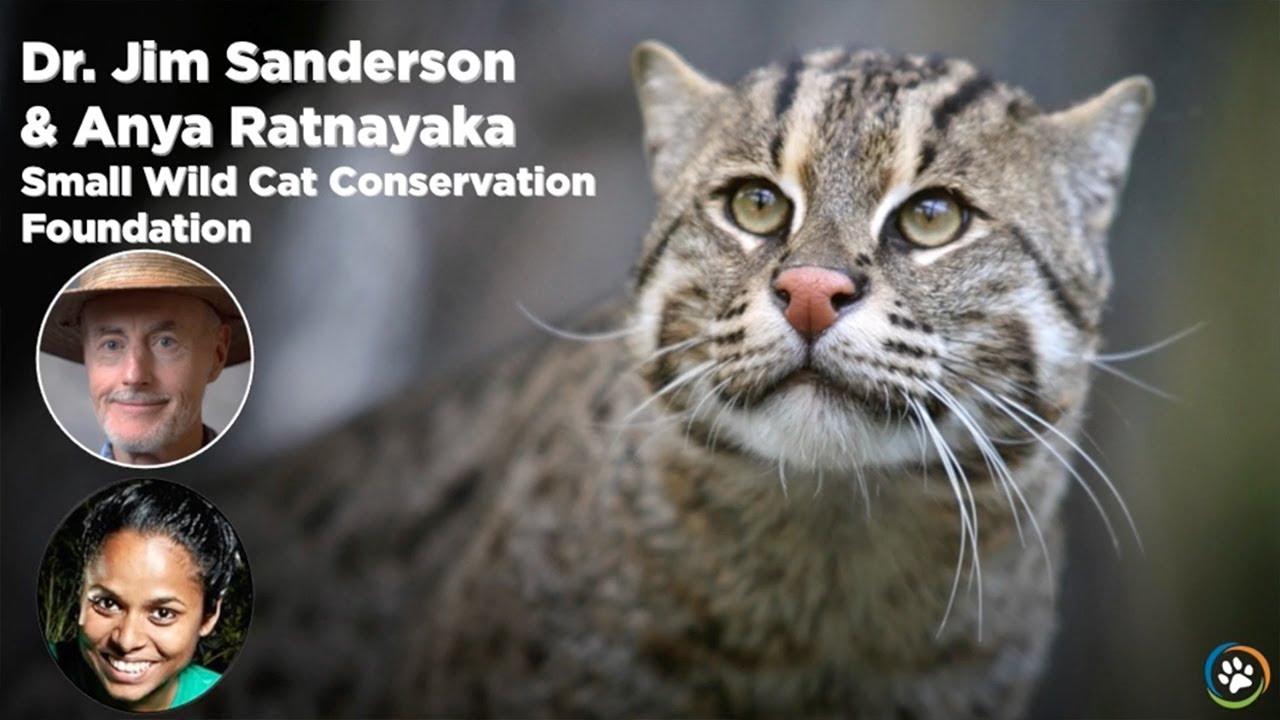 WCN Fall Expo 2017 Small Wild Cat Conservation Foundation: Dr Jim Sanderson with Anya Ratnayaka